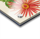 Gerbera Jameson Acrylic print