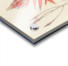 Aloe Pretoriensis Acrylic print