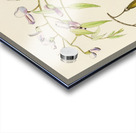 Bolusanthus Speciosus Acrylic print