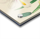 Moraea Iridioides Acrylic print