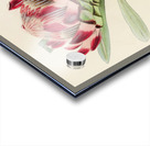 Protea Abyssinica Acrylic print