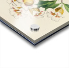 Gardenia Globosa Acrylic print