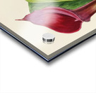 Richardia Rehmanni Acrylic print