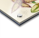 Stapelia Gettleffii Acrylic print