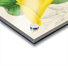 Richardia Angustiloba Acrylic print