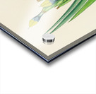 Witsenia Maura Acrylic print