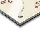 Ceropegia Meyeri Acrylic print