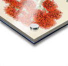 Crassula Falcata Acrylic print