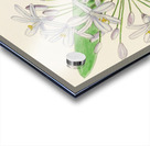 Agapanthus Umbellatus Acrylic print