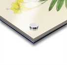 Freesia Refracta Acrylic print