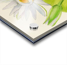 Nymphaea Stellata Acrylic print