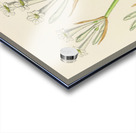 Cyrtanthus Mckenii Acrylic print