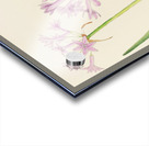 Tulbaghia Violacea Acrylic print