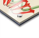 Cyrtanthus Augustifolius Acrylic print