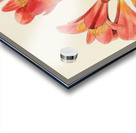 Clivia Miniata Acrylic print