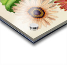 Arctotis Decurrens Acrylic print