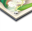 Angraecum eburneum var superbum Acrylic print