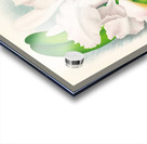 Cattleya Trianae var Pallida  Acrylic print