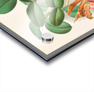 Cattleya schilleriana Acrylic print