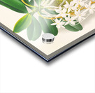 Angraecum ellisi  Acrylic print