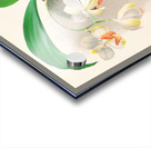 Aganisia tricolor Acrylic print