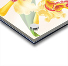 Cattleya Aurea Acrylic print