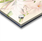 Cattleya Maxima Acrylic print