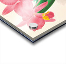 Cattleya percivaliana var reichenbach Acrylic print