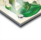 Bifrenaria harrisoniae  Acrylic print