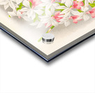 Calanthe regnieri Acrylic print