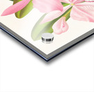 Cattleya eldorado Acrylic print