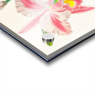 Cattleya Trianae var striata Acrylic print