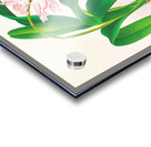 Aerides augustianum Acrylic print