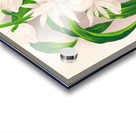 Catasetum bungerothi  Acrylic print