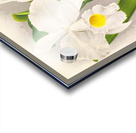 Cattleya Trianae Acrylic print