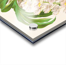 Catasetum tigrinum Acrylic print