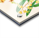 Catasetum Discolor Acrylic print