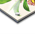 Bollea pulvinaris Acrylic print