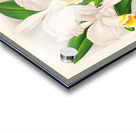 Cattleya kimballiana Impression Acrylique