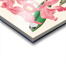 Cattleya Lawrenceana Acrylic print