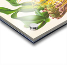 Brassia caudata  Acrylic print