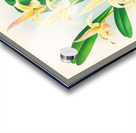 Bolbophyllum lobbi Acrylic print