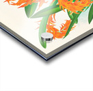 Ada aurantiaca Acrylic print