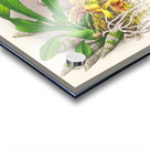 Catasetum galeritum Acrylic print