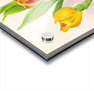 Anguloa Ruckeri var media Acrylic print