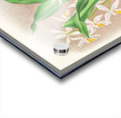 Coelogyne ocellata Acrylic print