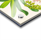 Aerides Odoratum Acrylic print