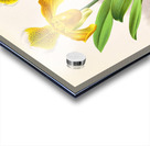 Cypripedium sallieri Impression Acrylique