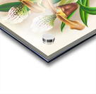 Cypripedium nitens Acrylic print