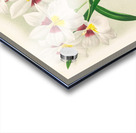 Miltonia roezli Acrylic print